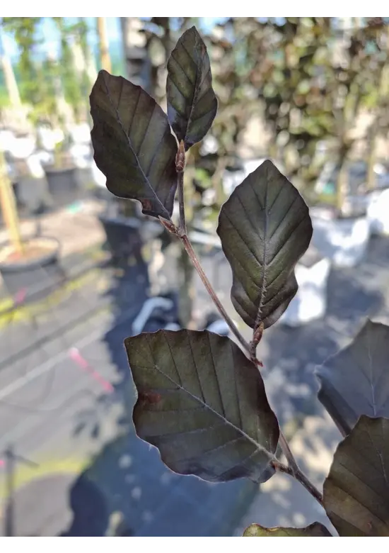 Säulen-Blutbuche 'Dawyck Purple' | Fagus sylvatica 'Dawyck Purple'