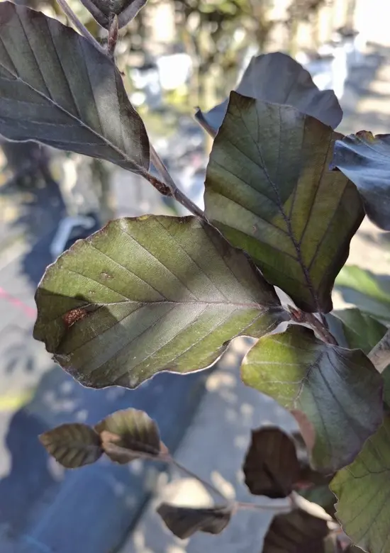 ficus elastica gummibaum blüte Ficus Elastica Robusta bush 140cm main image 0