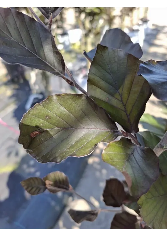 Säulen-Blutbuche 'Dawyck Purple' | Fagus sylvatica 'Dawyck Purple'