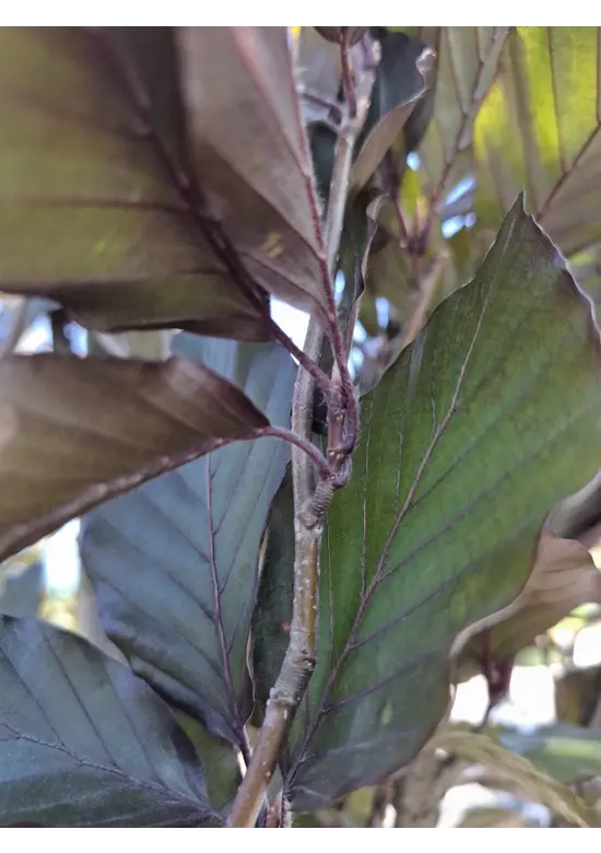 Säulen-Blutbuche 'Dawyck Purple' | Fagus sylvatica 'Dawyck Purple'
