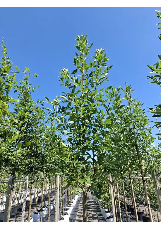Rotesche 'Summit' | Fraxinus pennsylvanica 'Summit'