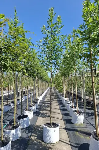 Rotesche 'Summit' | Fraxinus pennsylvanica 'Summit'