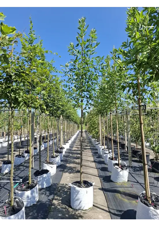 Rotesche 'Summit' | Fraxinus pennsylvanica 'Summit'