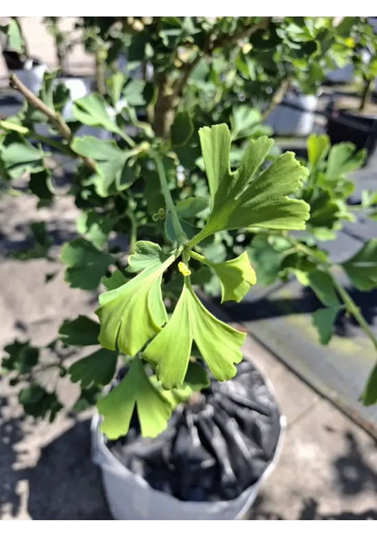 Zwerg-Ginkgobaum - Zwerg-Fächerblattbaum 'Tit' - Stammbusch | Ginkgo biloba 'Tit'