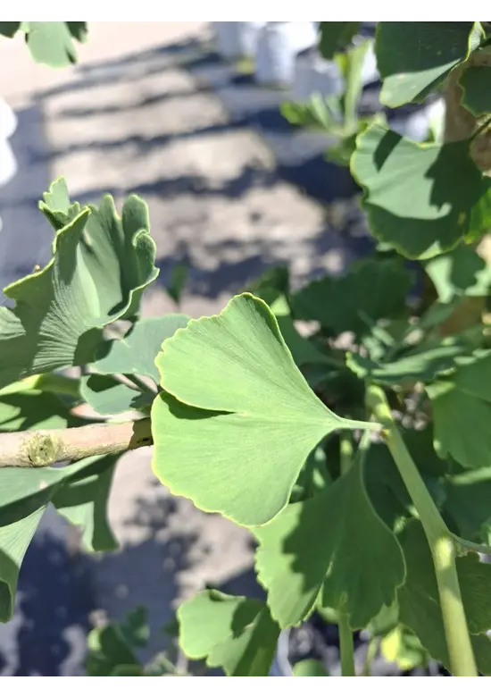 Zwerg-Ginkgobaum - Zwerg-Fächerblattbaum 'Tit' - Stammbusch | Ginkgo biloba 'Tit'