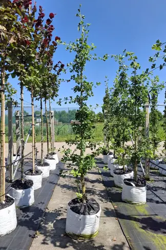 Zwerg-Ginkgo 'Tit' - Stammbusch | Ginkgo biloba 'Tit'