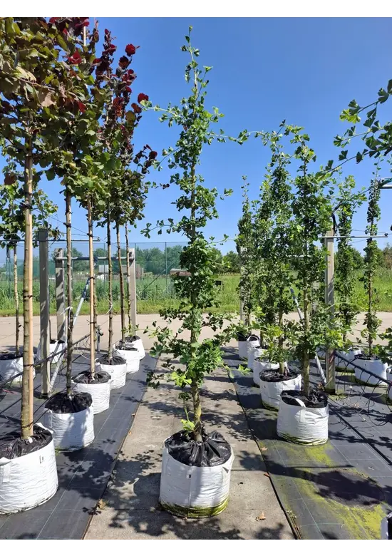 Zwerg-Ginkgobaum - Zwerg-Fächerblattbaum 'Tit' - Stammbusch | Ginkgo biloba 'Tit'