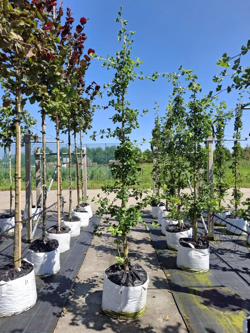 saatgut sommerblumen Balkonzauber, niedrige Sommerblumen Saatband – Ihr Gartenberater main image 0