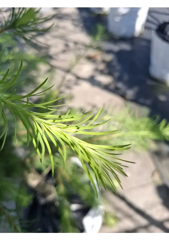Japanische Lärche | Larix kaempferi