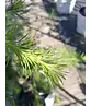 Japanische Lärche | Larix kaempferi