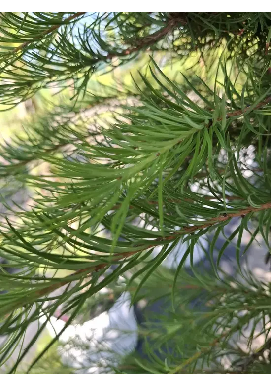 Japanische Lärche | Larix kaempferi