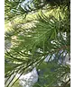 Japanische Lärche | Larix kaempferi
