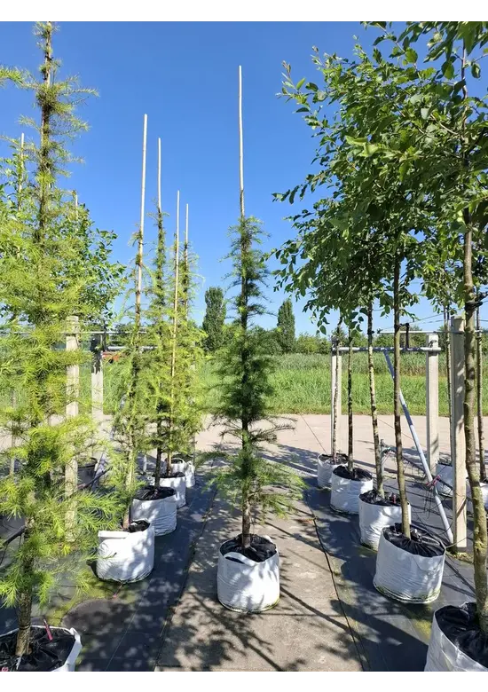 Japanische Lärche | Larix kaempferi