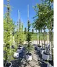 Japanische Lärche | Larix kaempferi