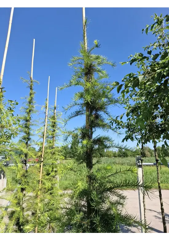 Japanische Lärche | Larix kaempferi