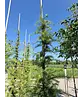 Japanische Lärche | Larix kaempferi