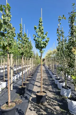 Schwarze Maulbeere | Morus nigra