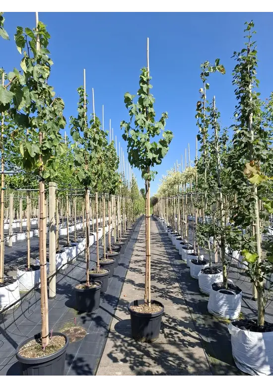 Schwarze Maulbeere | Morus nigra