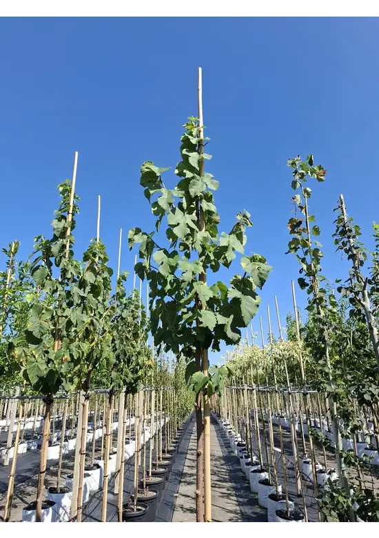 Schwarze Maulbeere | Morus nigra