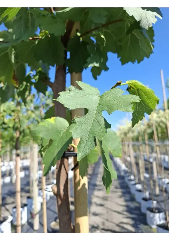 Schwarze Maulbeere | Morus nigra