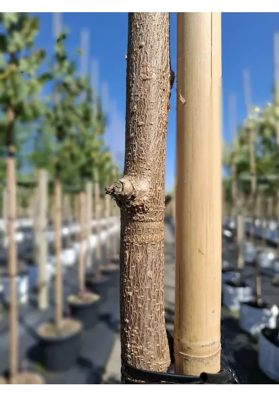 Schwarze Maulbeere | Morus nigra