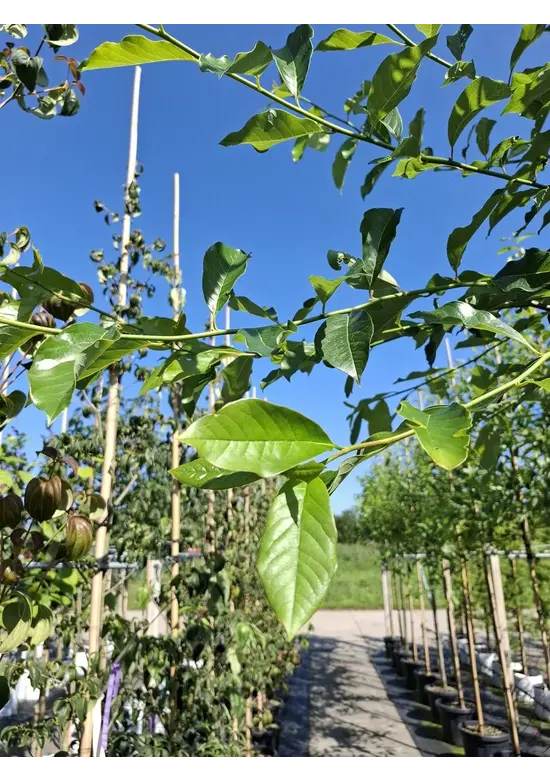 Wald-Tupelobaum - Schwarzer-Tupelobaum | Nyssa sylvatica