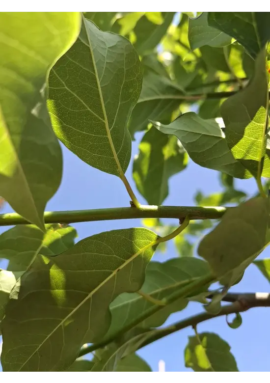 Wald-Tupelobaum - Schwarzer-Tupelobaum | Nyssa sylvatica