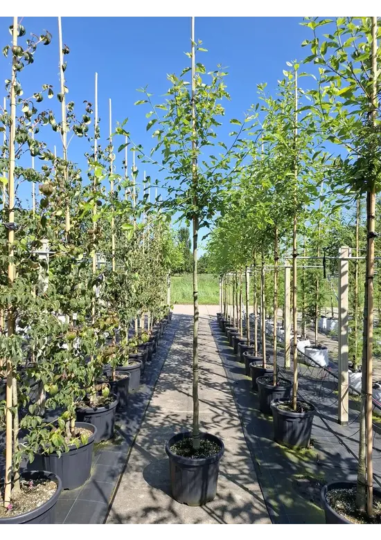 Wald-Tupelobaum - Schwarzer-Tupelobaum | Nyssa sylvatica