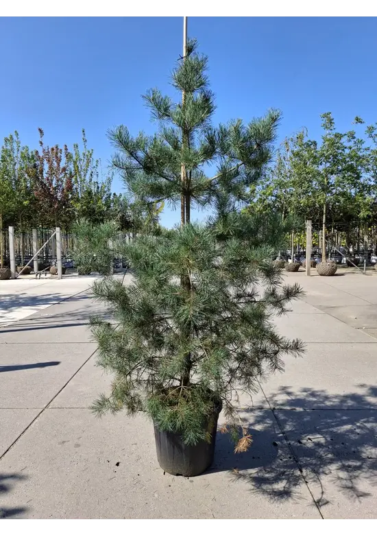 Waldkiefer - Gewöhnliche Kiefer - Föhre | Pinus sylvestris