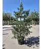 Waldkiefer - Gewöhnliche Kiefer - Föhre | Pinus sylvestris Waldkiefer - Gewöhnliche Kiefer - Föhre | Pinus sylvestris