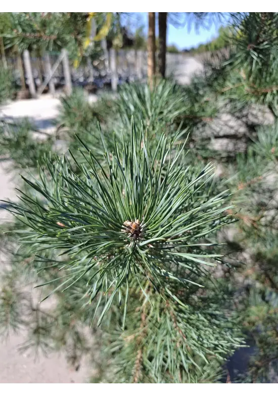 Waldkiefer - Gewöhnliche Kiefer - Föhre | Pinus sylvestris