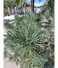 Waldkiefer - Gewöhnliche Kiefer - Föhre | Pinus sylvestris Waldkiefer - Gewöhnliche Kiefer - Föhre | Pinus sylvestris