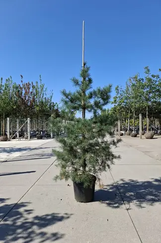 Waldkiefer - Gewöhnliche Kiefer - Föhre | Pinus sylvestris Waldkiefer - Gewöhnliche Kiefer - Föhre | Pinus sylvestris