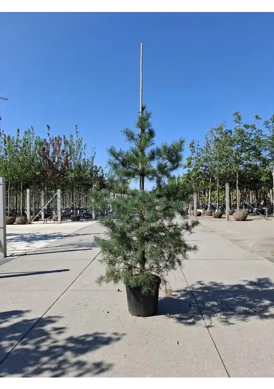 Waldkiefer - Gewöhnliche Kiefer - Föhre | Pinus sylvestris