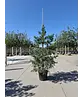 Waldkiefer - Gewöhnliche Kiefer - Föhre | Pinus sylvestris Waldkiefer - Gewöhnliche Kiefer - Föhre | Pinus sylvestris
