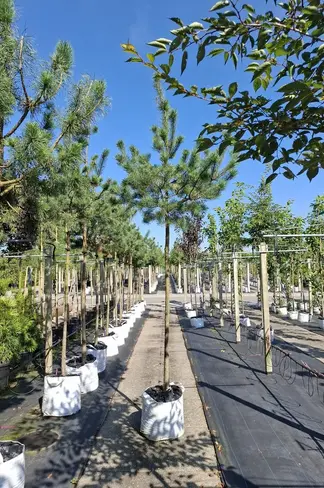 Waldkiefer Hochstamm | Pinus sylvestris