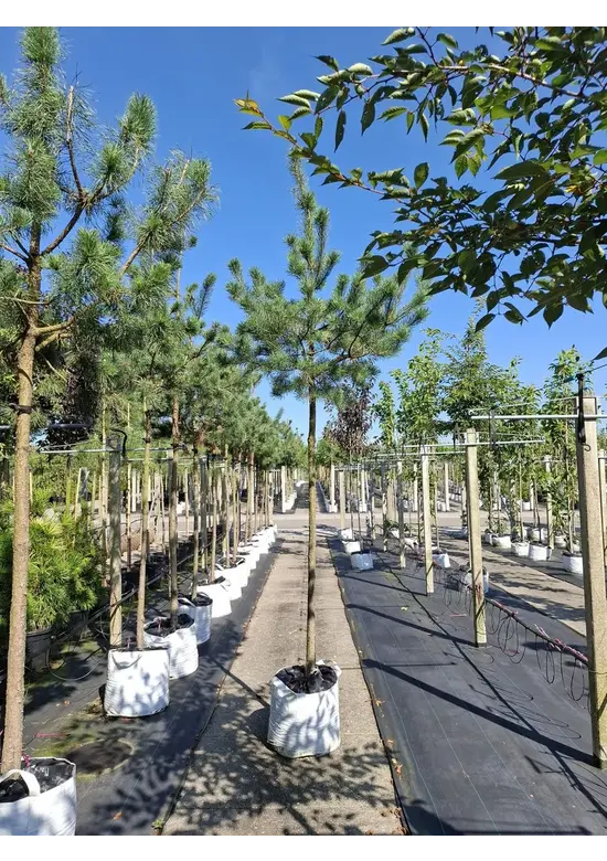 Waldkiefer Hochstamm | Pinus sylvestris