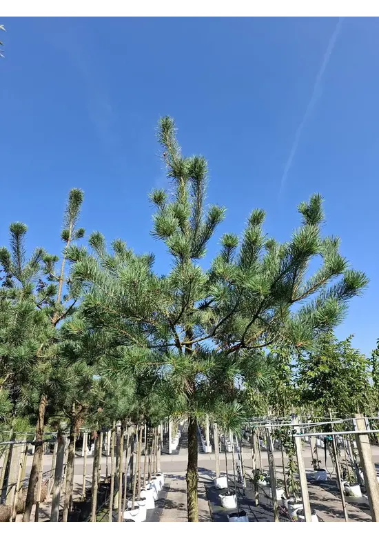 Waldkiefer Hochstamm | Pinus sylvestris