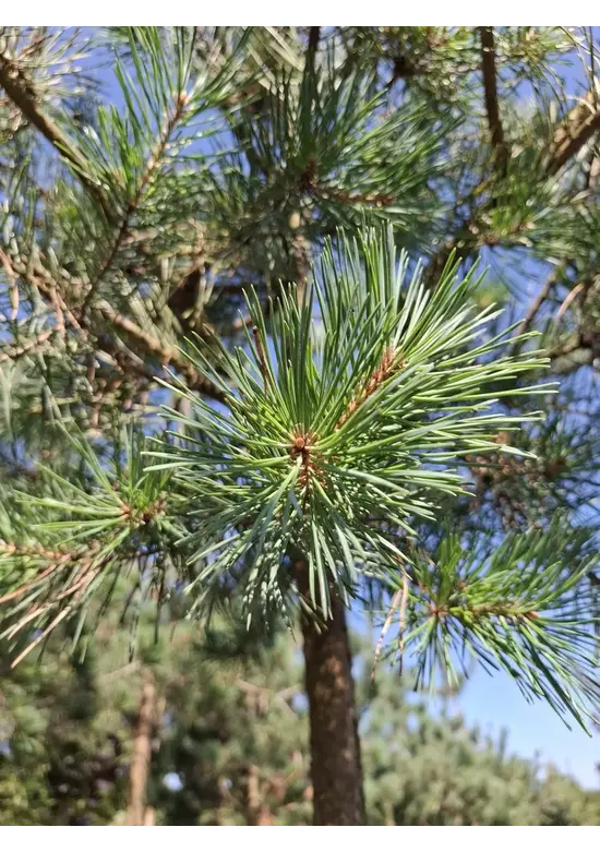 Waldkiefer Hochstamm | Pinus sylvestris