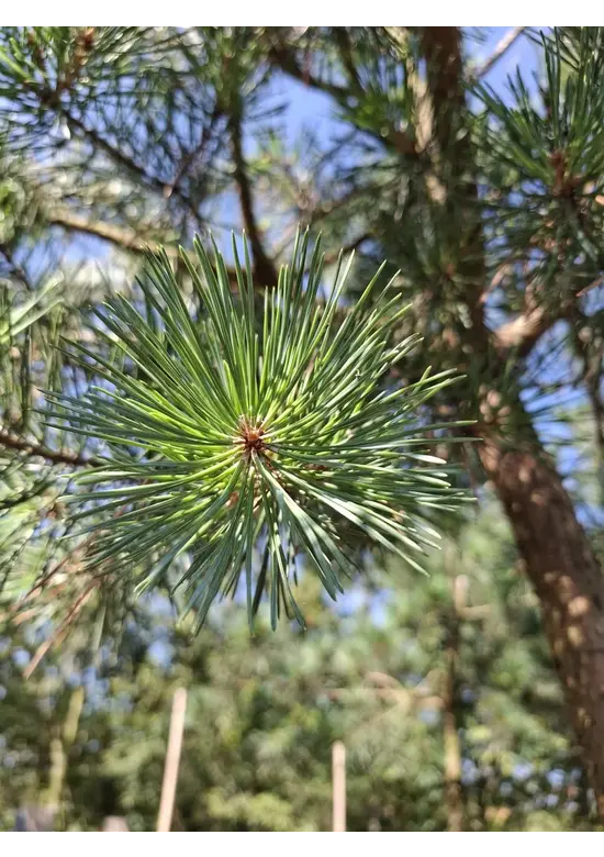 Waldkiefer Hochstamm | Pinus sylvestris