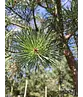 Waldkiefer Hochstamm | Pinus sylvestris