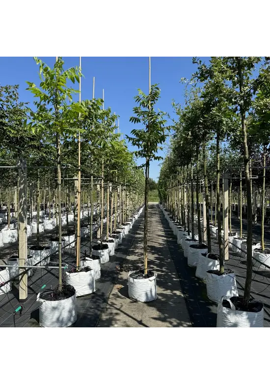 Pekannussbaum Hochstamm | Carya illinoinensis