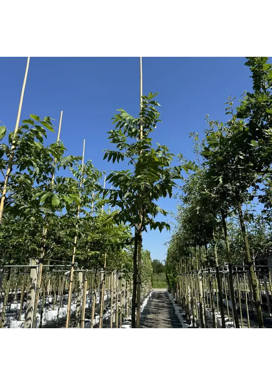 Pekannussbaum Hochstamm | Carya illinoinensis