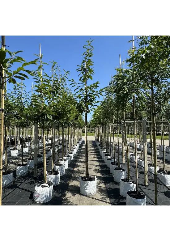 Esskastanienbaum | Castanea sativa