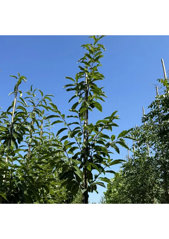 Esskastanienbaum | Castanea sativa Esskastanienbaum | Castanea sativa