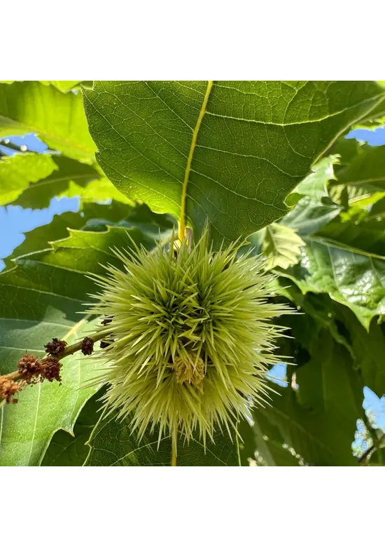Esskastanienbaum | Castanea sativa Esskastanienbaum | Castanea sativa