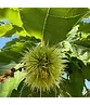 Esskastanienbaum | Castanea sativa Esskastanienbaum | Castanea sativa