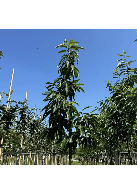 Esskastanie 'Lyon' | Castanea sativa 'Lyon'