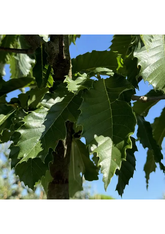 Esskastanie 'Lyon' | Castanea sativa 'Lyon'