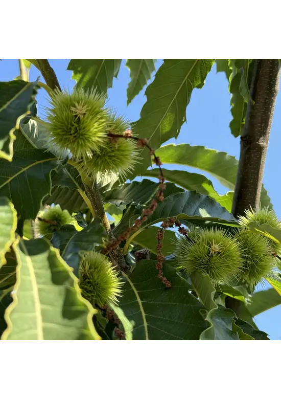 Esskastanie 'Lyon' | Castanea sativa 'Lyon'
